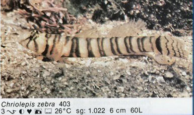 Chriolepis zebra
